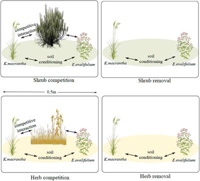 Plant-Soil Feedbacks and Facilitation Influence the Demography of Herbaceous Alpine Species in Response to Woody Plant Range Expansion